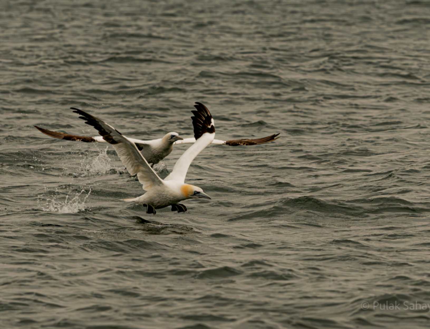 Gannets
